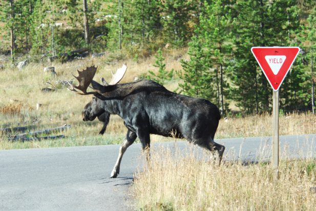 My Car Hit A Moose: What Are My Legal Rights?