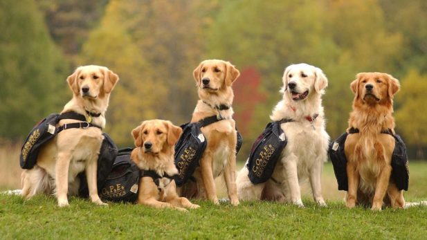 COPE Service Dogs: A Cause With Paws