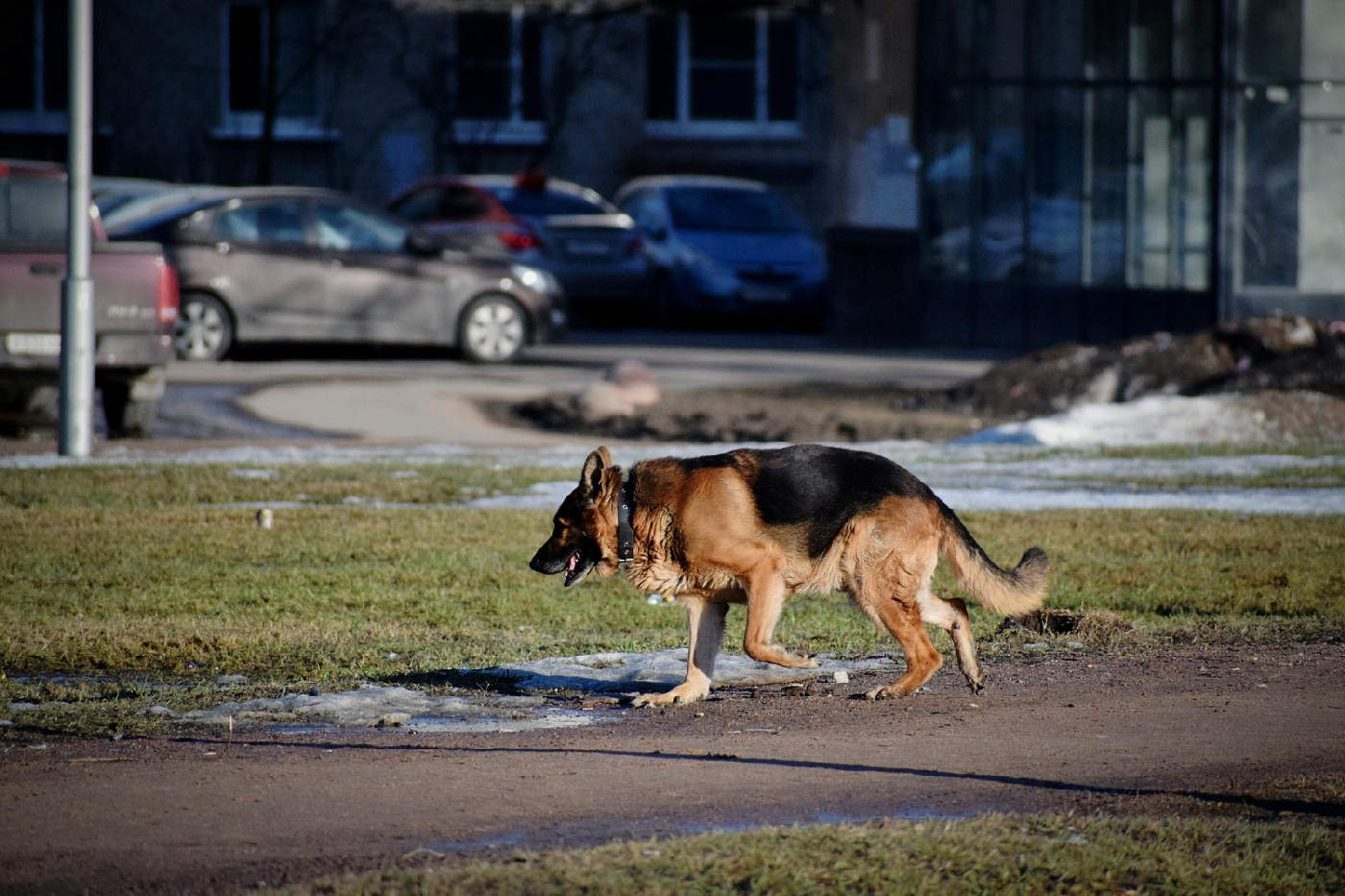 dog attack injury