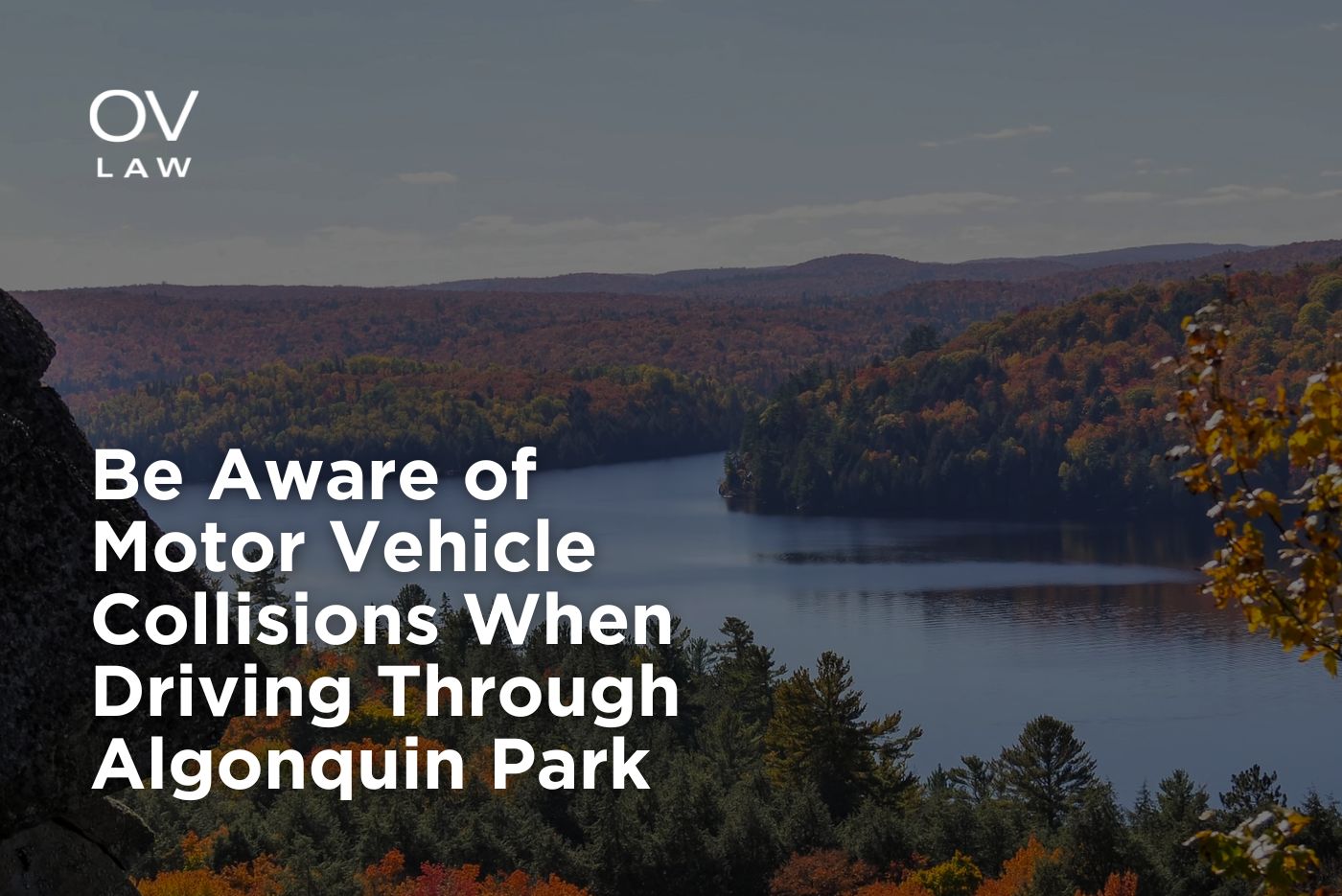 Be Aware of Motor Vehicle Collisions When Driving Through Algonquin Park